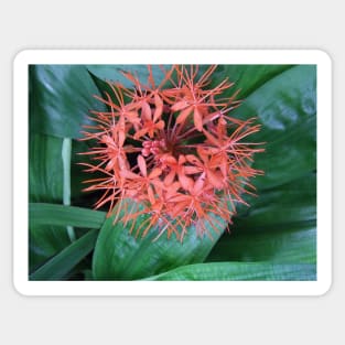 Spherical Tropical Flower Sticker